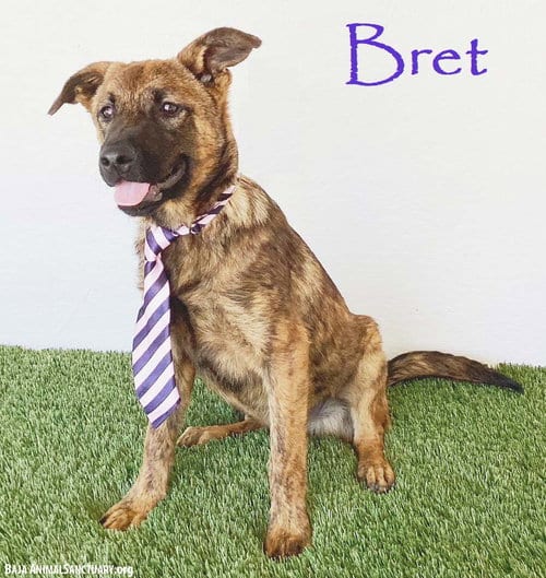 Photo of Bret, adoptable Dutch Shepherd in San Diego, California