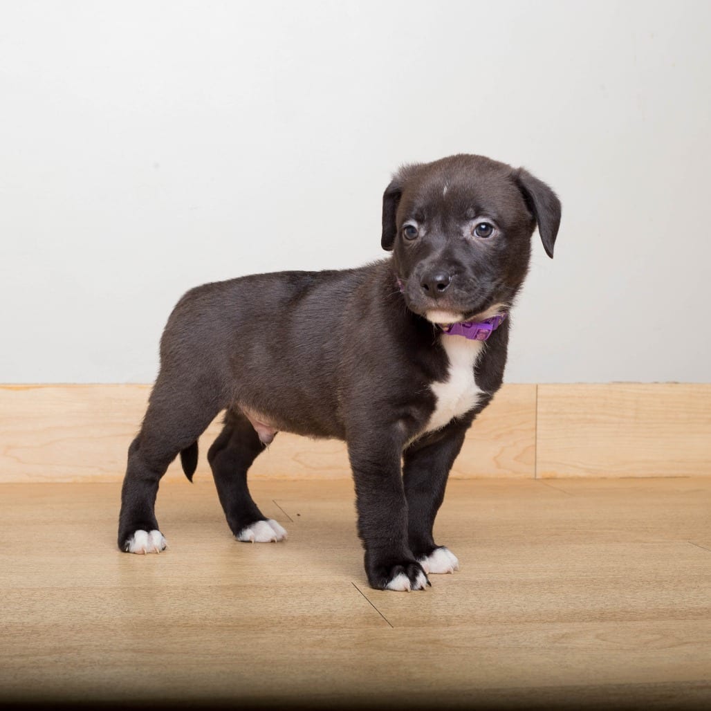 Photo of Lemmy D70943, adoptable Retriever, Labrador / Beagle in Minnesota, Minnesota