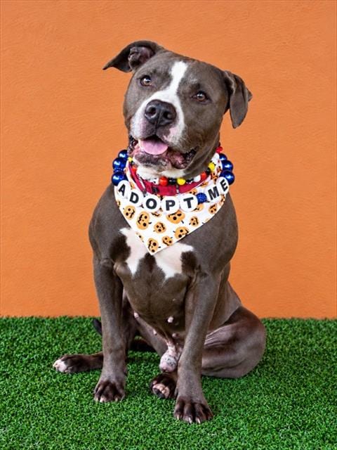 Photo of Mack, adoptable American Bulldog in Miami, Florida