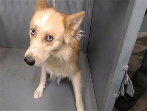 Photo of Dash, adoptable Siberian Husky in Downey, California