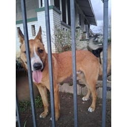 Photo of Rowdy, adoptable German Shepherd Dog in Baton Rouge, Louisiana