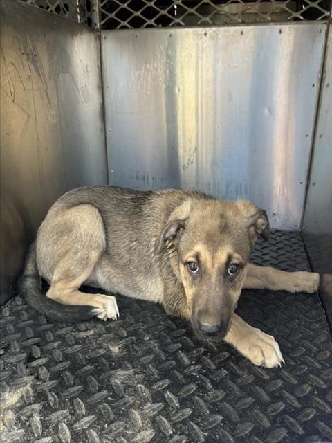 Photo of A128172, adoptable German Shepherd Dog in HESPERIA, California