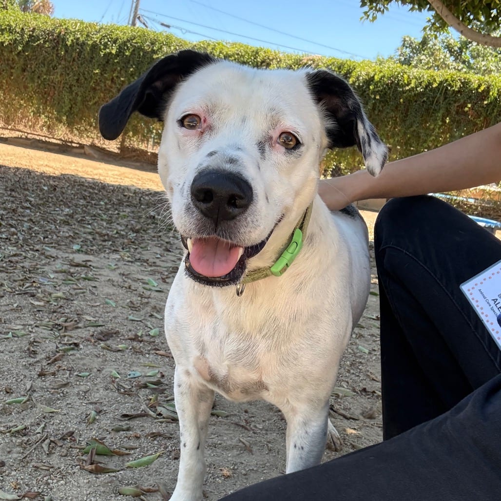 Photo of Pat, adoptable Beagle / Mixed Breed (Medium) in Riverside, California