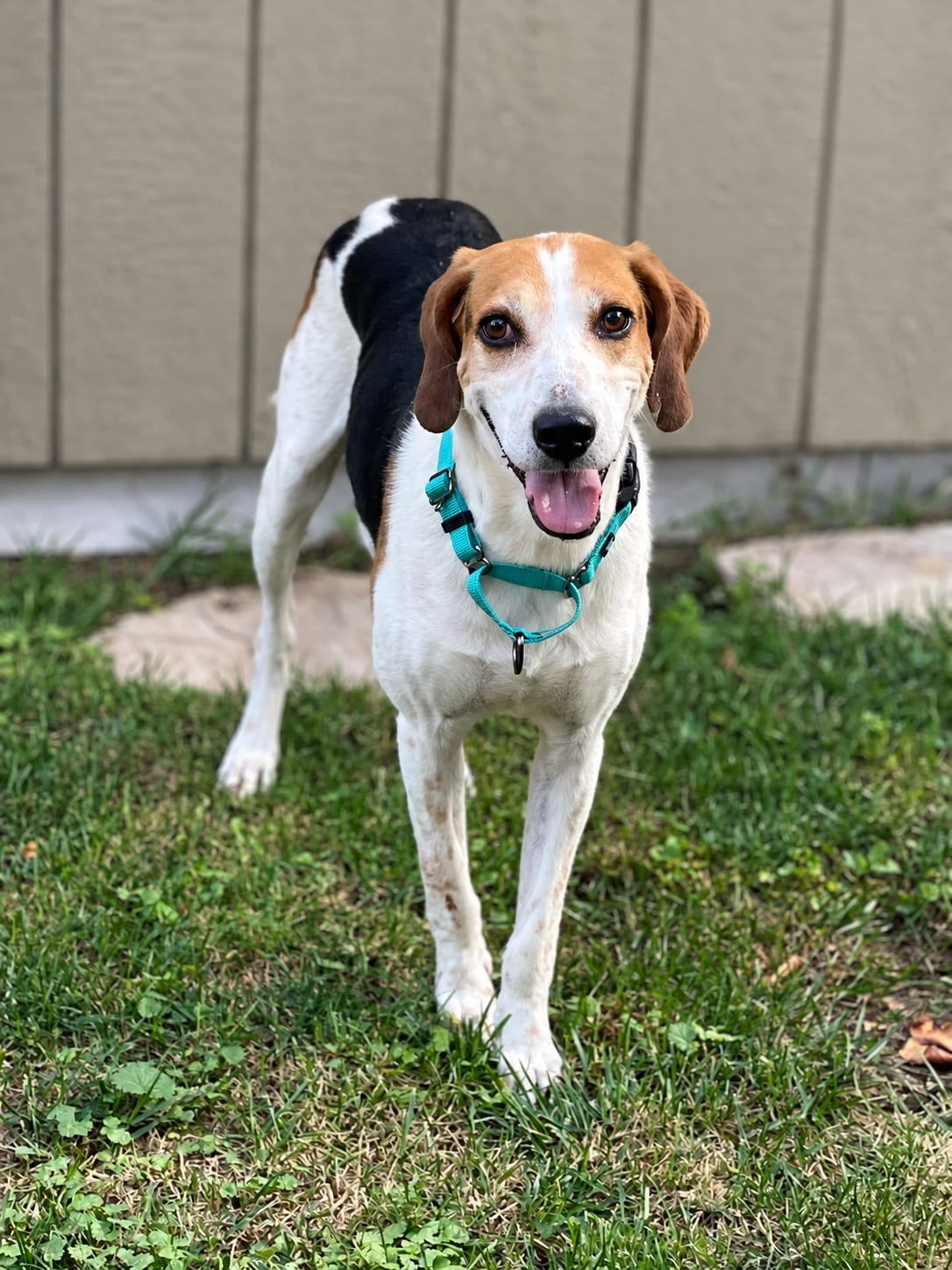 Photo of Ralph, adoptable American Foxhound in Tulsa, Oklahoma