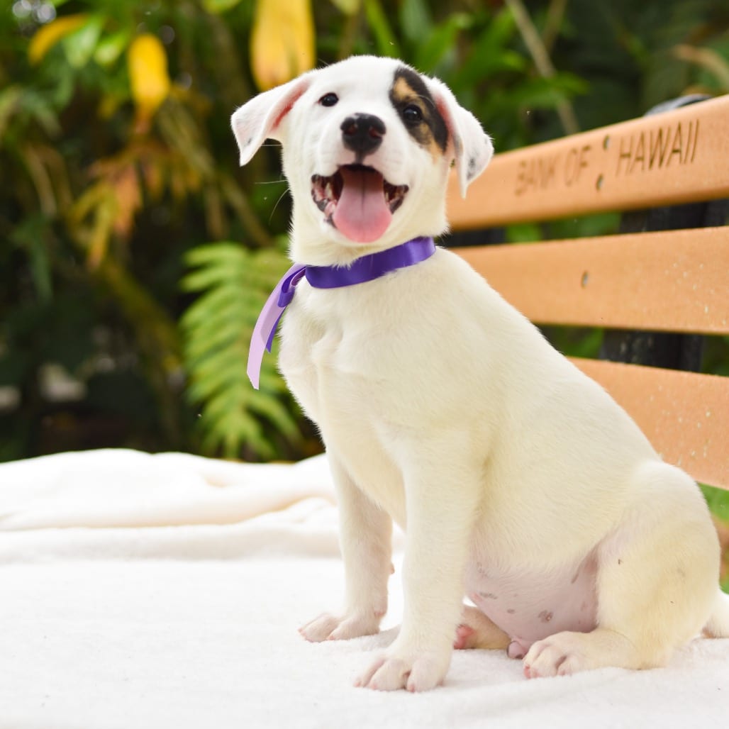 Photo of Kulolo, adoptable Mixed Breed (Medium) / Mixed Breed (Large)