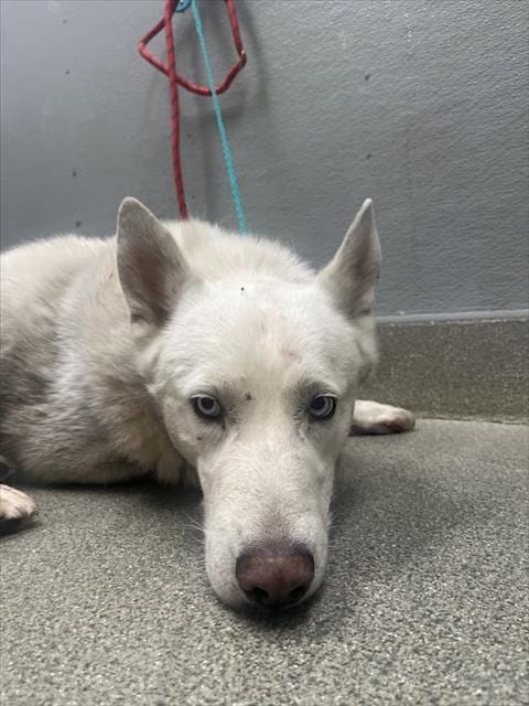 Photo of Rick, adoptable German Shepherd Dog in Las Vegas, Nevada