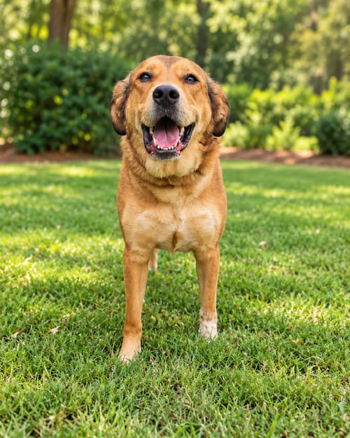 Photo of Eevee, adoptable Labrador Retriever in McKinney, Texas