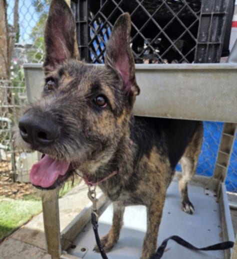 Photo of Mystery, adoptable German Shepherd Dog in Los Angeles, California