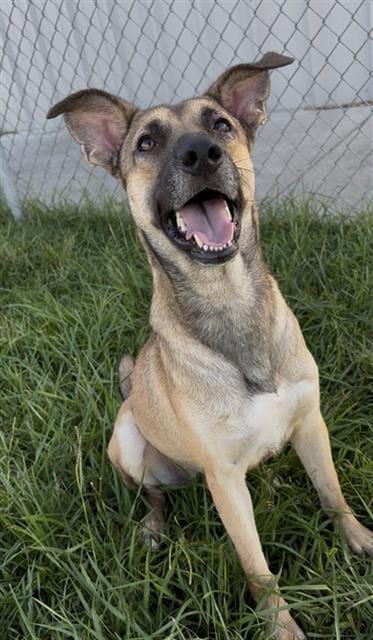 Photo of Tempest, adoptable German Shepherd Dog in Rosenberg, Texas