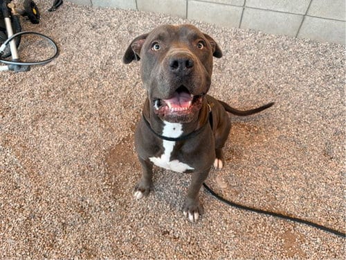 Photo of Tyson, adoptable American Pit Bull Terrier in Mesa, Arizona