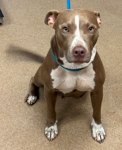 Photo of Halifax, adoptable dog in Chamblee, Georgia