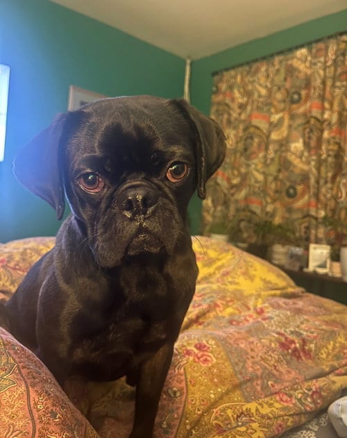 Photo of Tug, adoptable Pug in Grafton, Wisconsin