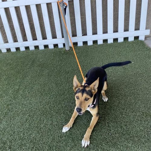 Photo of A615411, adoptable Queensland Heeler in Modesto, California