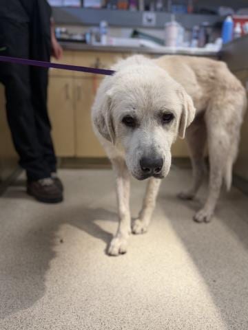 Photo of Sam, adoptable Great Pyrenees in Riverside, California