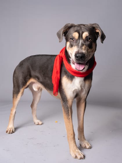 Photo of Spike, adoptable dog in Atlanta, Georgia