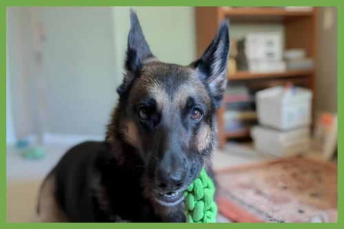 Photo of Luna, adoptable German Shepherd Dog in Amherst, Massachusetts