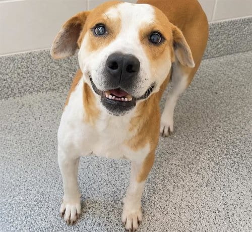Photo of Chance, adoptable Beagle in Houston, Texas