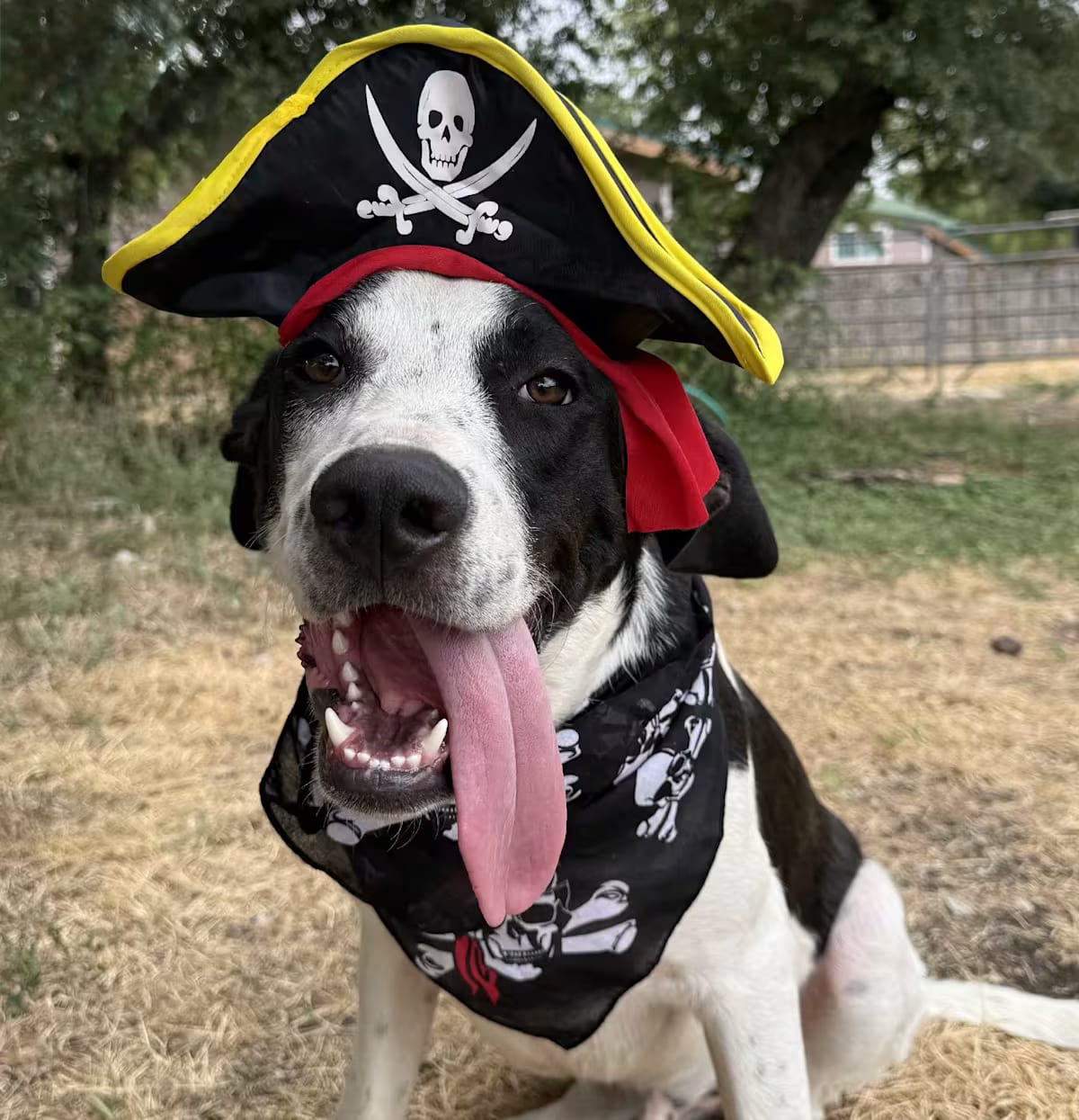 Photo of Captain, adoptable Labrador Retriever/Great Pyrenees in Richfield, Minnesota