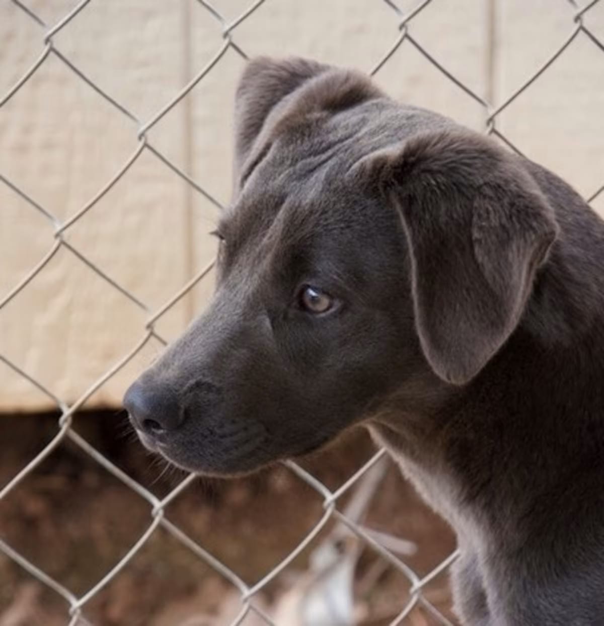 Photo of Gracie, adoptable Labrador Retriever/Mixed Breed (Medium) in Delta, Alabama