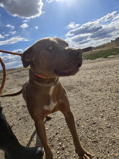 Photo of Ezra, adoptable Pit Bull Terrier in Casper, Wyoming