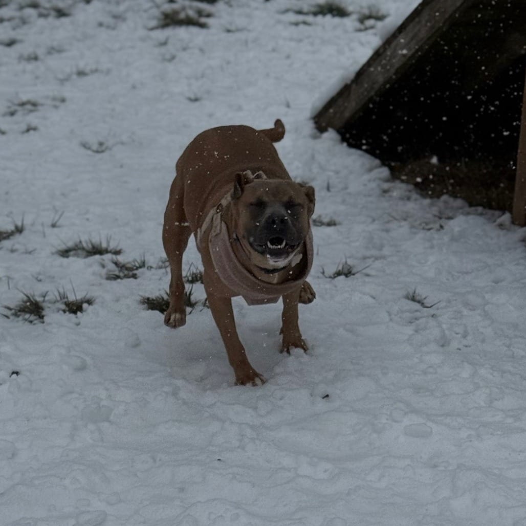 Photo of Ella Langley, adoptable Mixed Breed (Medium) in Winfield, West Virginia