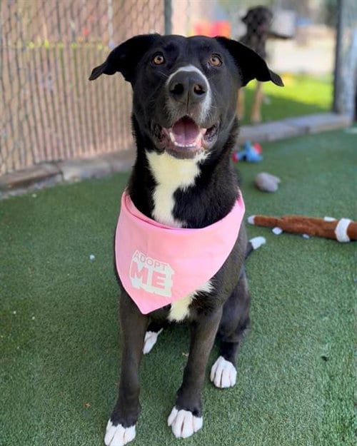 Photo of Maggie, adoptable Labrador Retriever in Chula Vista, California