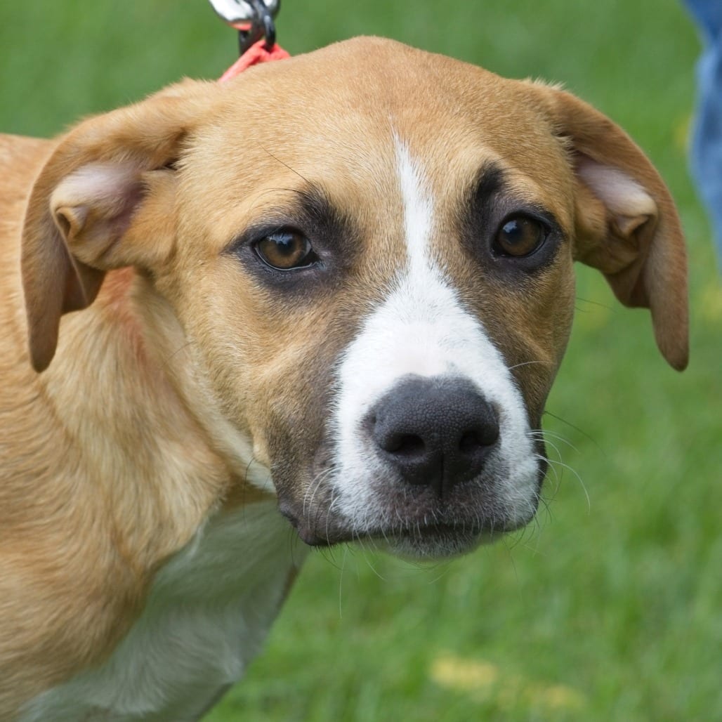 Photo of Big Bird, adoptable Retriever / Mix in South Elgin, Illinois