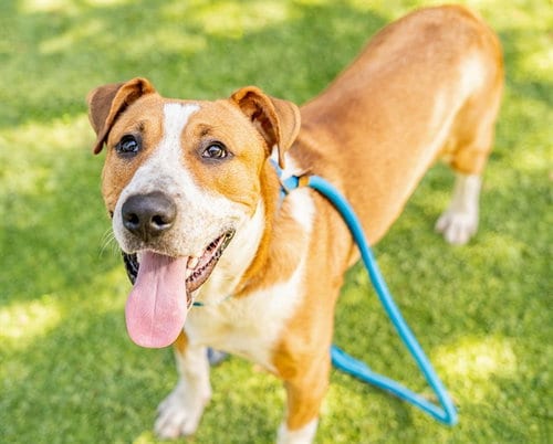 Photo of Chance, adoptable American Foxhound in San Jose, California