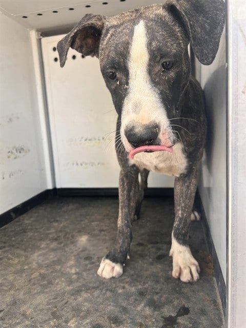 Photo of Camo, adoptable Pit Bull Terrier in Bakersfield, California