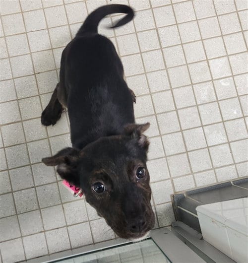 Photo of Toes, adoptable Pit Bull Terrier in Fort Collins, Colorado