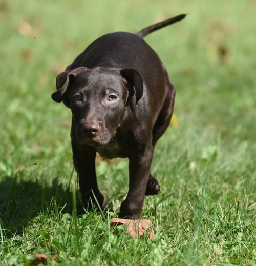 Photo of Frame, adoptable Chocolate Labrador Retriever in Mechanicsburg, Pennsylvania