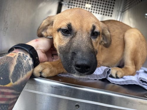 Photo of A481067, adoptable German Shepherd Dog in Oklahoma City, Oklahoma