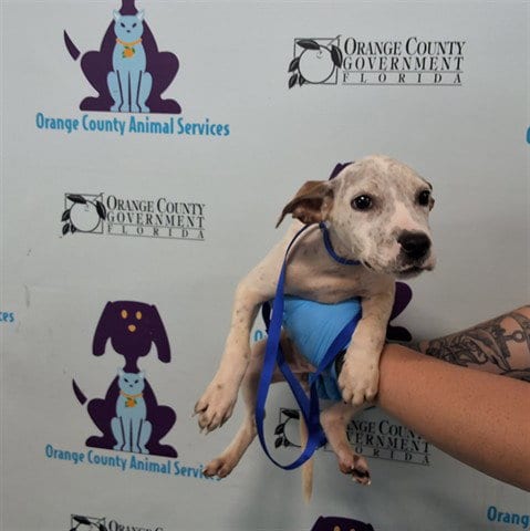 Photo of A606148, adoptable Pit Bull Terrier in Orlando, Florida