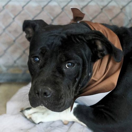 Photo of Belle, adoptable American Staffordshire Terrier in San Antonio, Texas