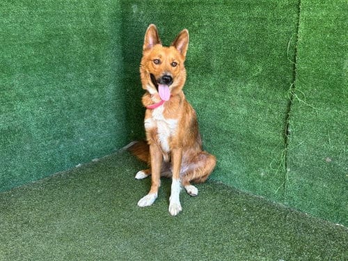 Photo of Una, adoptable Australian Shepherd in Lancaster, California