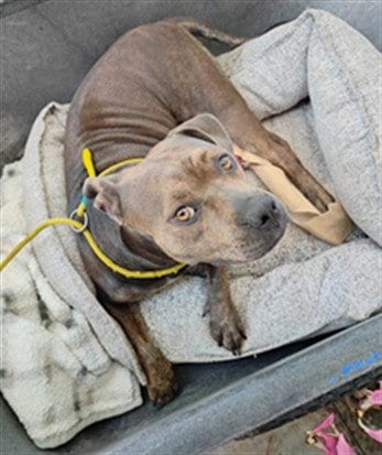 Photo of Dandelion, adoptable Pit Bull Terrier in Baldwin Park, California