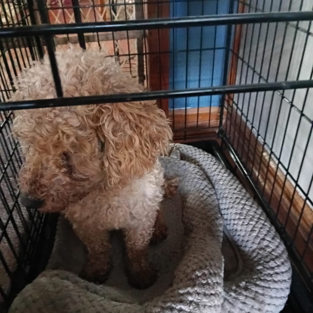 Photo of Betty D12784, adoptable Poodle, Miniature in Princeton area, Minnesota