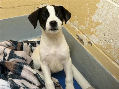 Photo of Rye, adoptable Pit Bull Terrier in Tulsa, Oklahoma