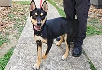 Photo of Odysseus, adoptable Australian Kelpie in Houston, Texas