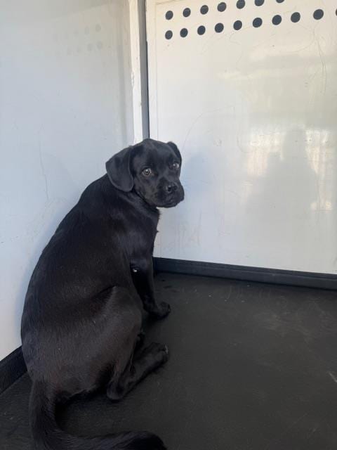 Photo of A171720, adoptable Boxer in Bakersfield, California