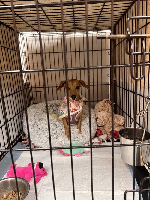 Photo of Millie, adoptable Chihuahua in York, South Carolina