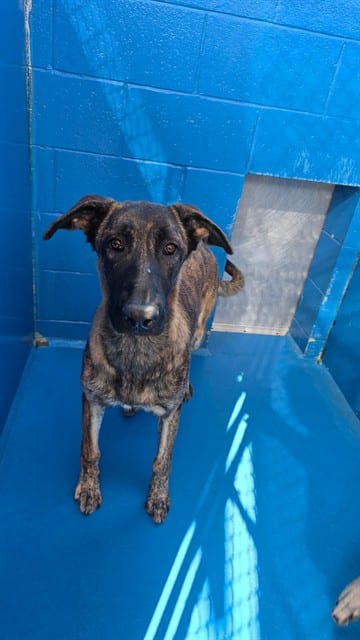 Photo of Senior Belgian Malinois, adoptable Belgian Malinois in Bakersfield, California