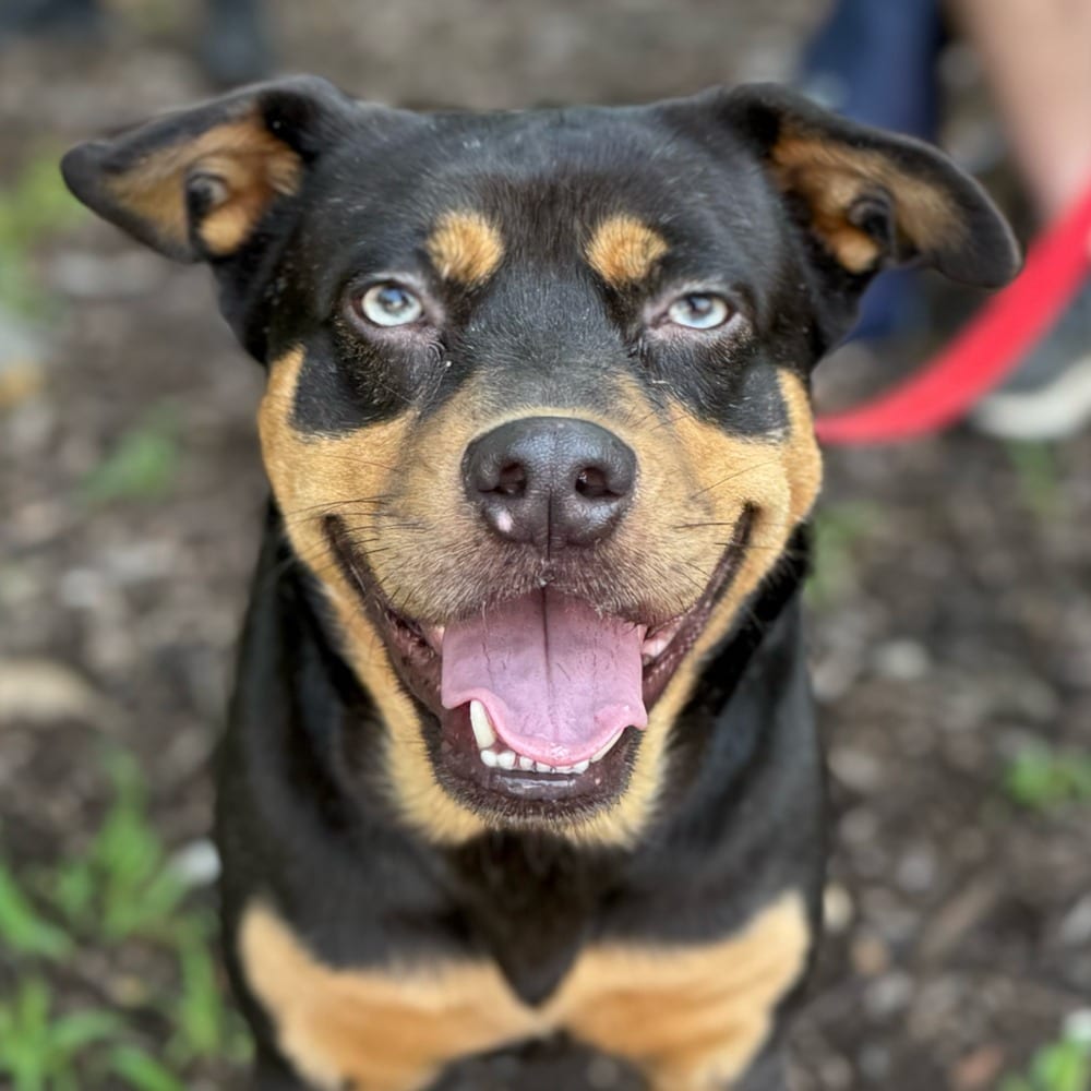 Photo of Onyx, adoptable Labrador Retriever in Bloomfield, Connecticut