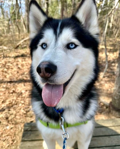 Photo of Rocky, adoptable Siberian Husky in Annapolis, Maryland