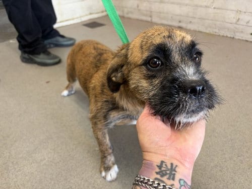 Photo of Calista, adoptable Terrier in San Bernardino, California