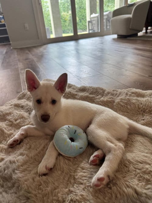 Photo of Dumplin - HaveLock Litter, adoptable Husky in Holly Springs, North Carolina