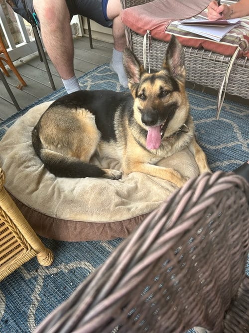 Photo of Jasper, adoptable German Shepherd Dog in Kewanee, Illinois