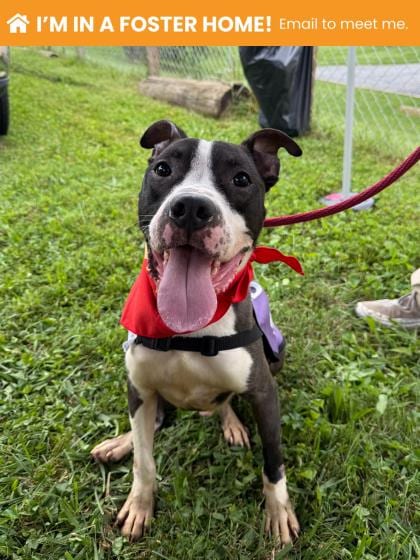 Photo of Jeeves (Salvo), adoptable dog in Baltimore, Maryland