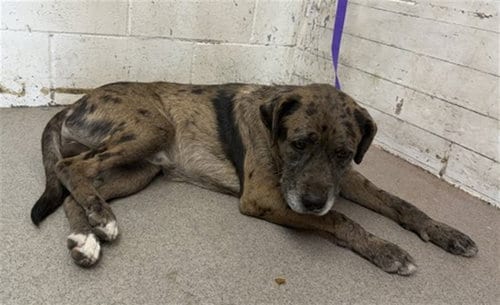 Photo of Noah, adoptable Pit Bull Terrier in San Bernardino, California