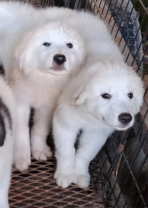 Photo of Oliver, adoptable Great Pyrenees in Stockport, Ohio